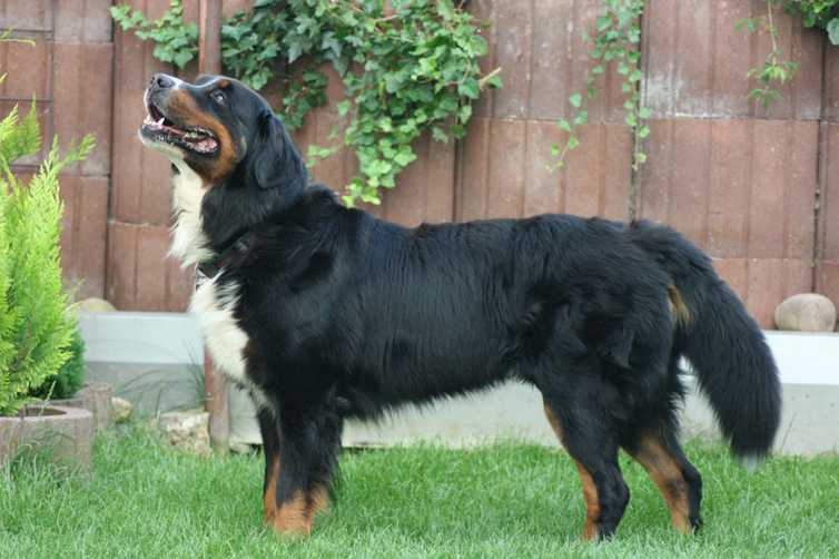 a large dog